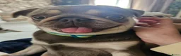 Pug dogs for sale: Reduced!!!Stunning colourful litter of pugs - Advert 11