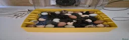 Chickens poultry for sale: Newborn chicks for sale in London  in Northolt - Advert 9