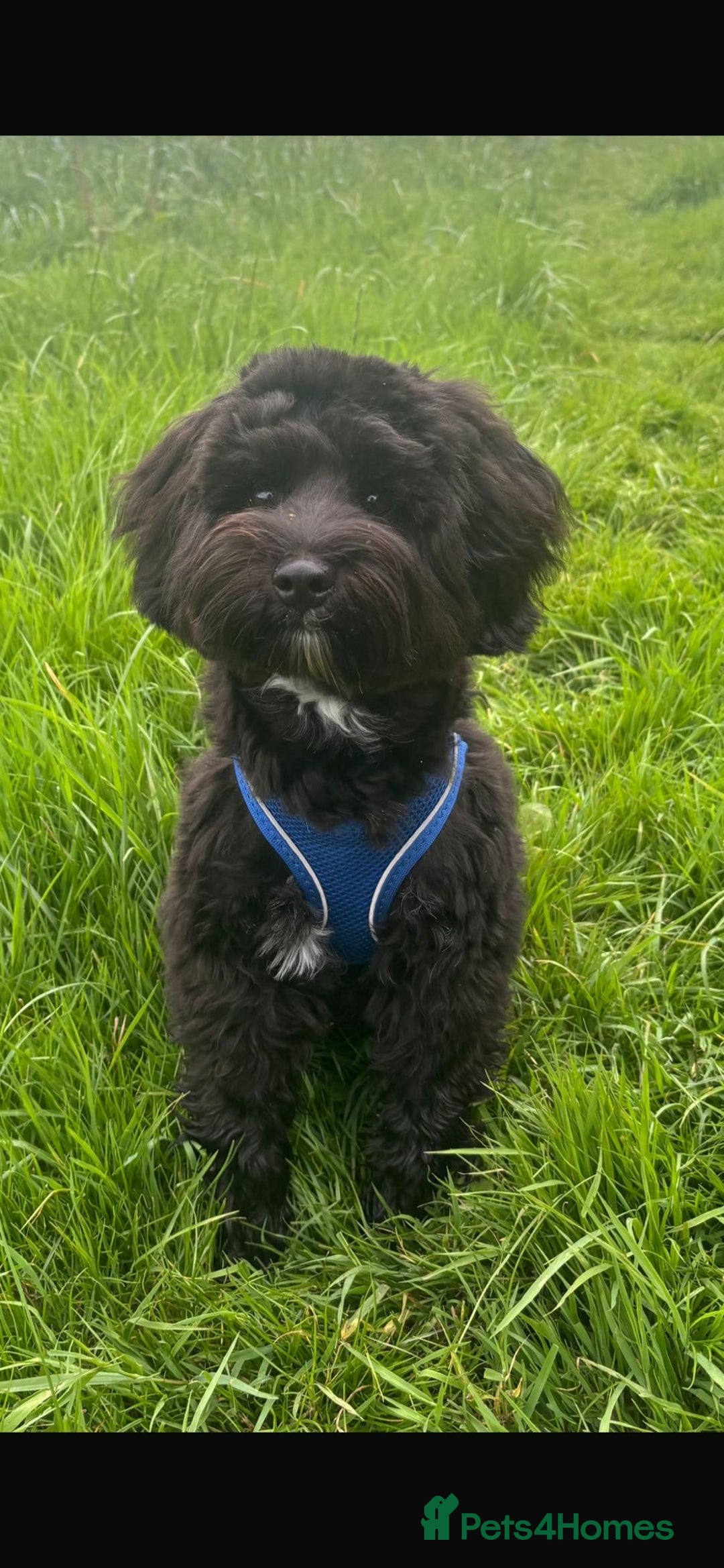 Schnoodle dogs for sale: American Toy Schnoodle Puppies *READY TO GO* - Advert 24