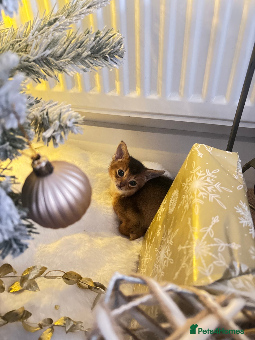 Abyssinian cats for sale: Beautiful Ruddy Abyssinian Kitten - Advert 2