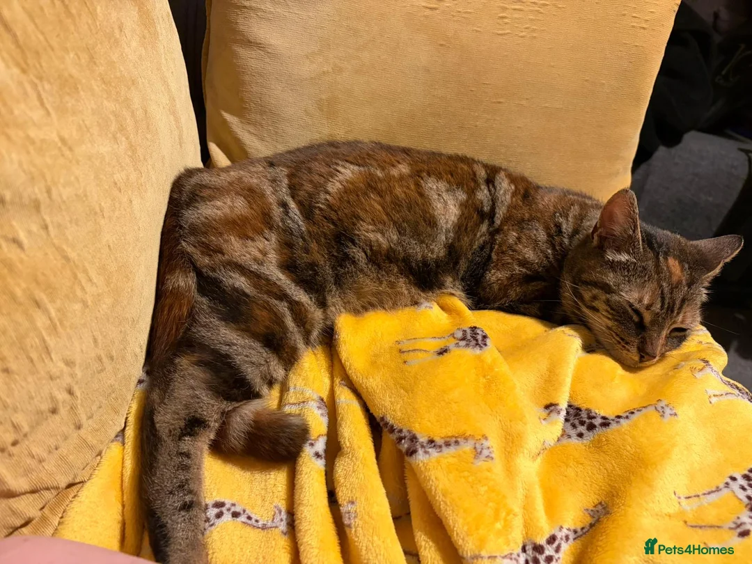 Mixed Breed cats for sale: Loving older cat looking for her forever home - Advert 2