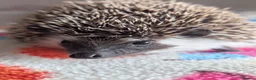 Pygmy Hedgehog rodents for sale: Beautiful Baby Hoglets Ready Now/Reserve  - Advert 9