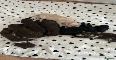 Mixed Breed dogs - Advert 3