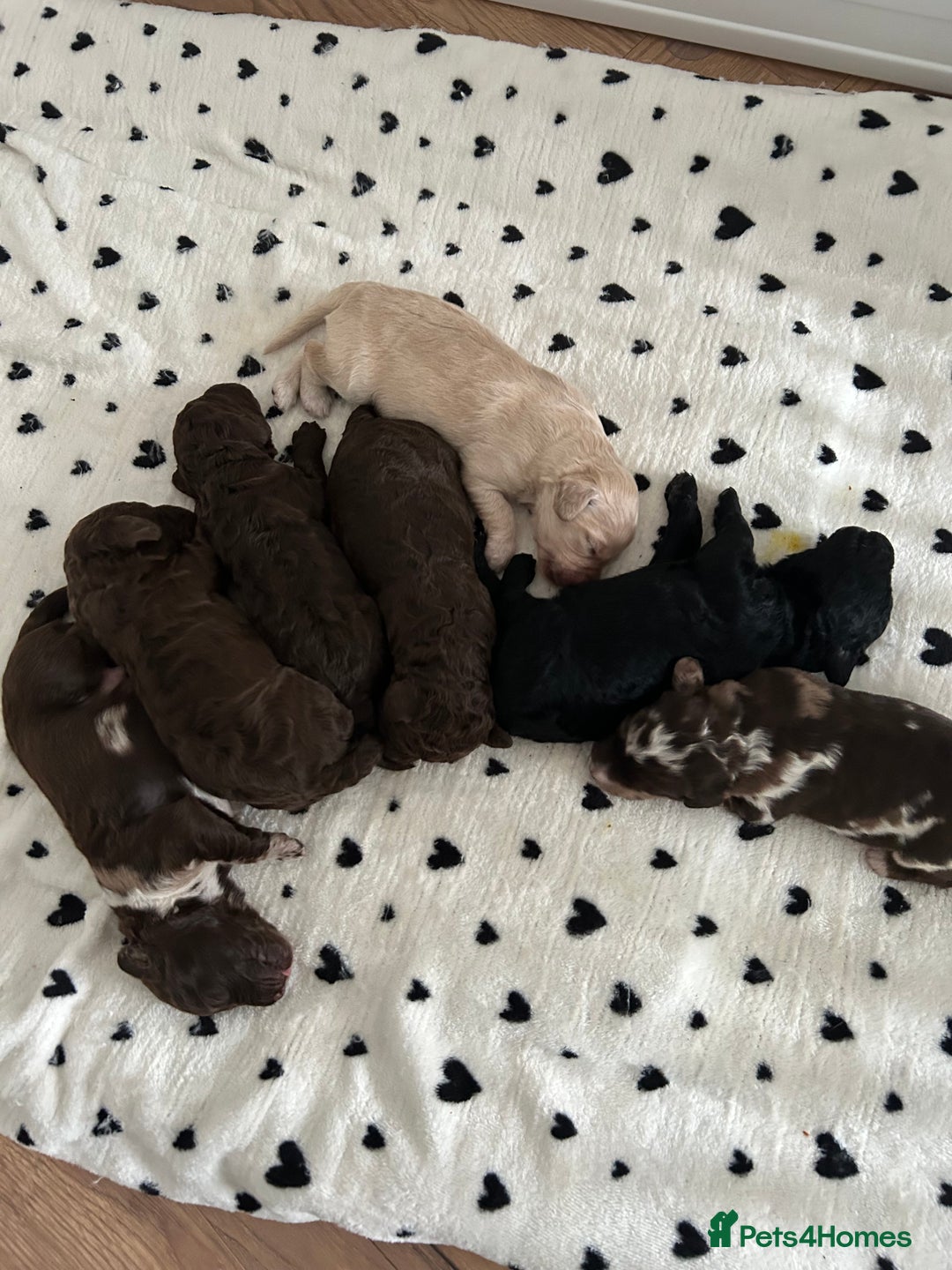 Mixed Breed dogs for sale: Double doodles  - Image 2