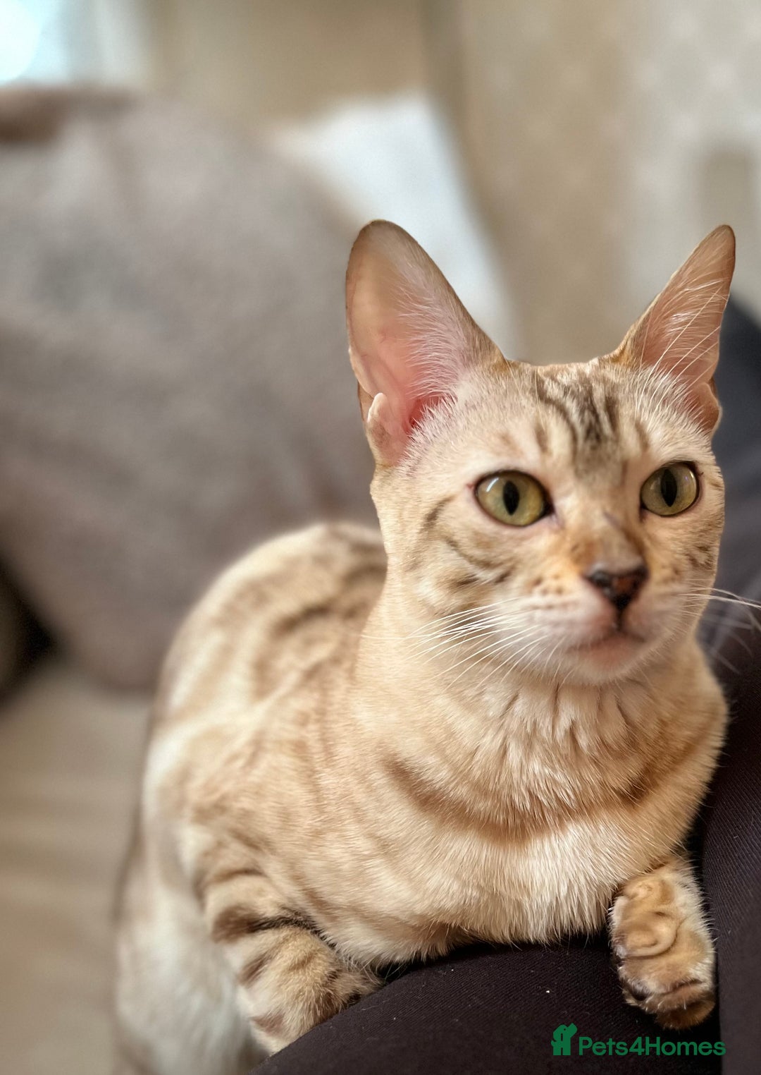 Bengal cats for sale: Bengal cats - Advert 5