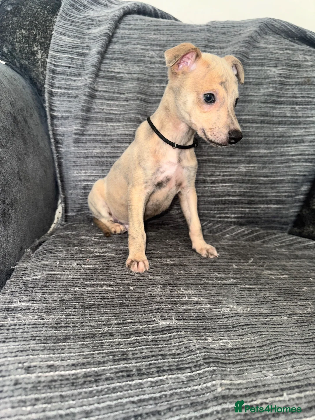 Whippet dogs for sale: 2 Stunning KC registered boys left - Advert 2