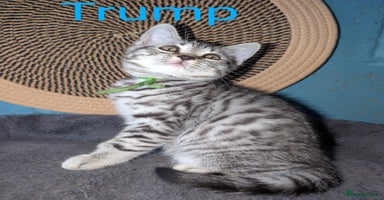 British Shorthair cats - Advert 2