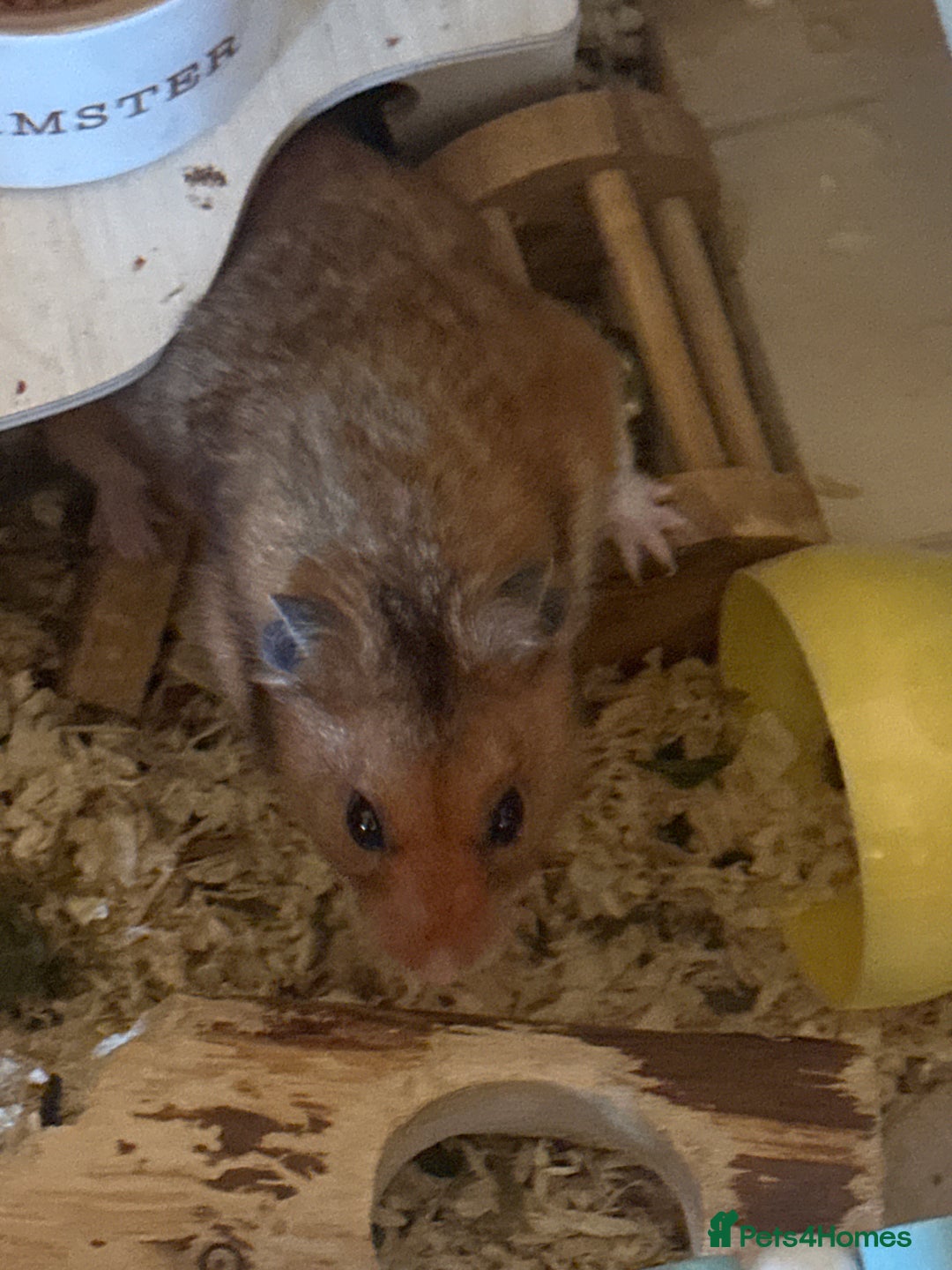 Hamster rodents for sale: Syrian hamster + cage + food + toys  - Advert 5