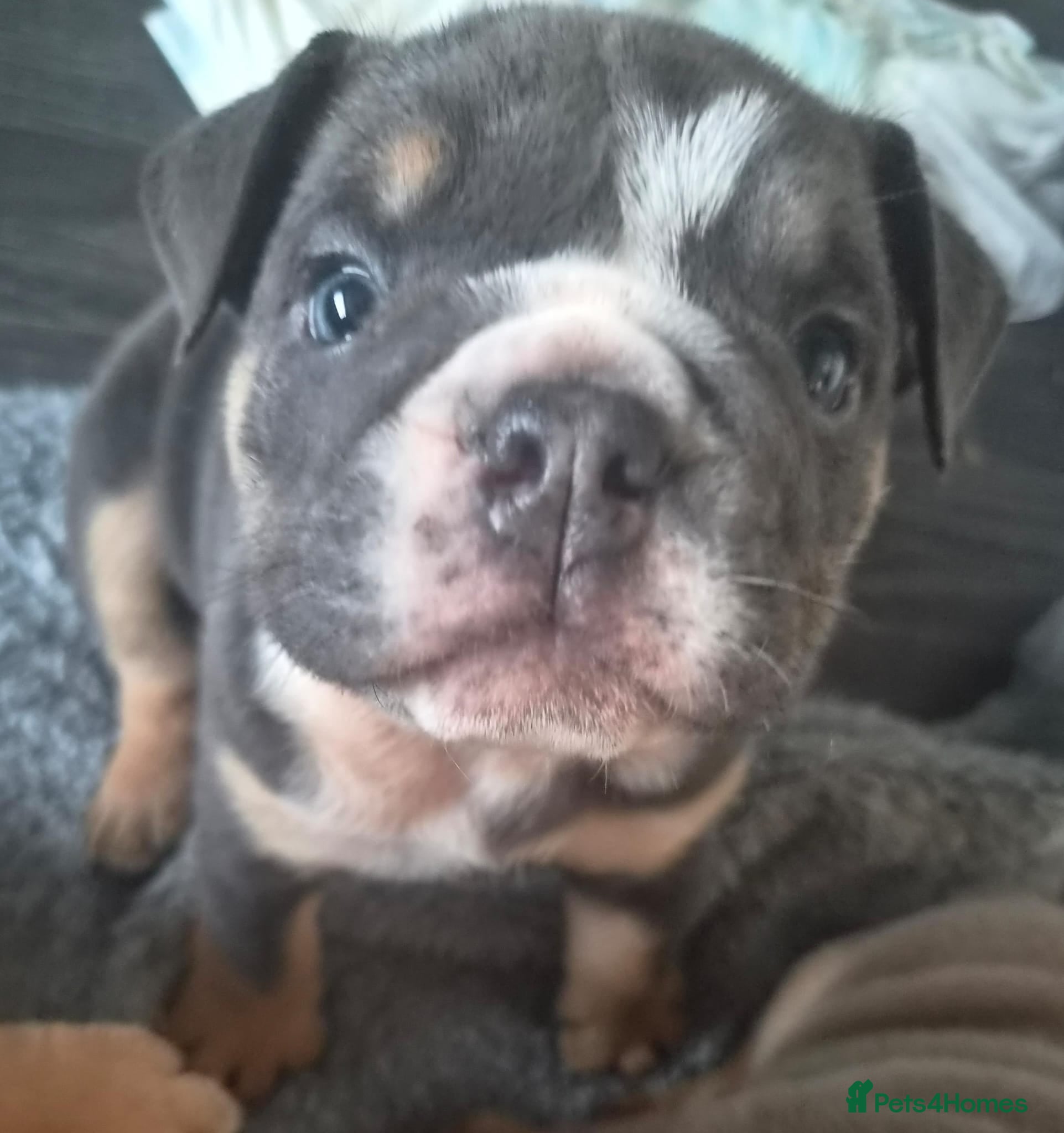 English Bulldog dogs KC REGISTERED BLUE TRI ENGLISH BULLDOGS FOR SALE - Advert 2