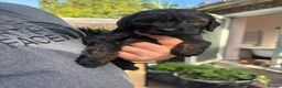 Cockapoo dogs for sale: Cockapoo puppies F1B - Advert 23