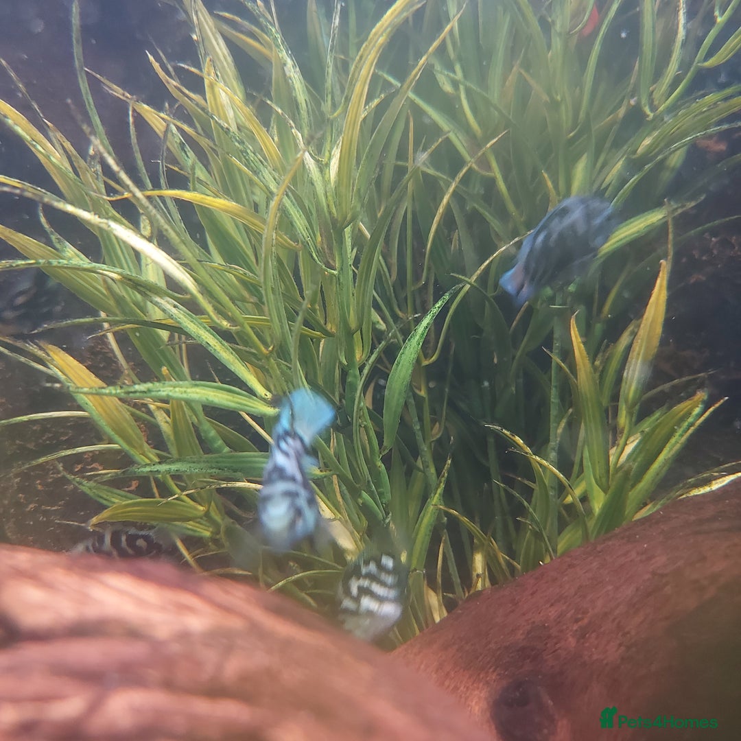 Cichlids fish for sale: Fish tank full 240lt set up - Image 2