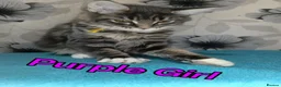 Maine Coon cats for sale: Maine Coon kittens "Pureee Love" - Advert 16