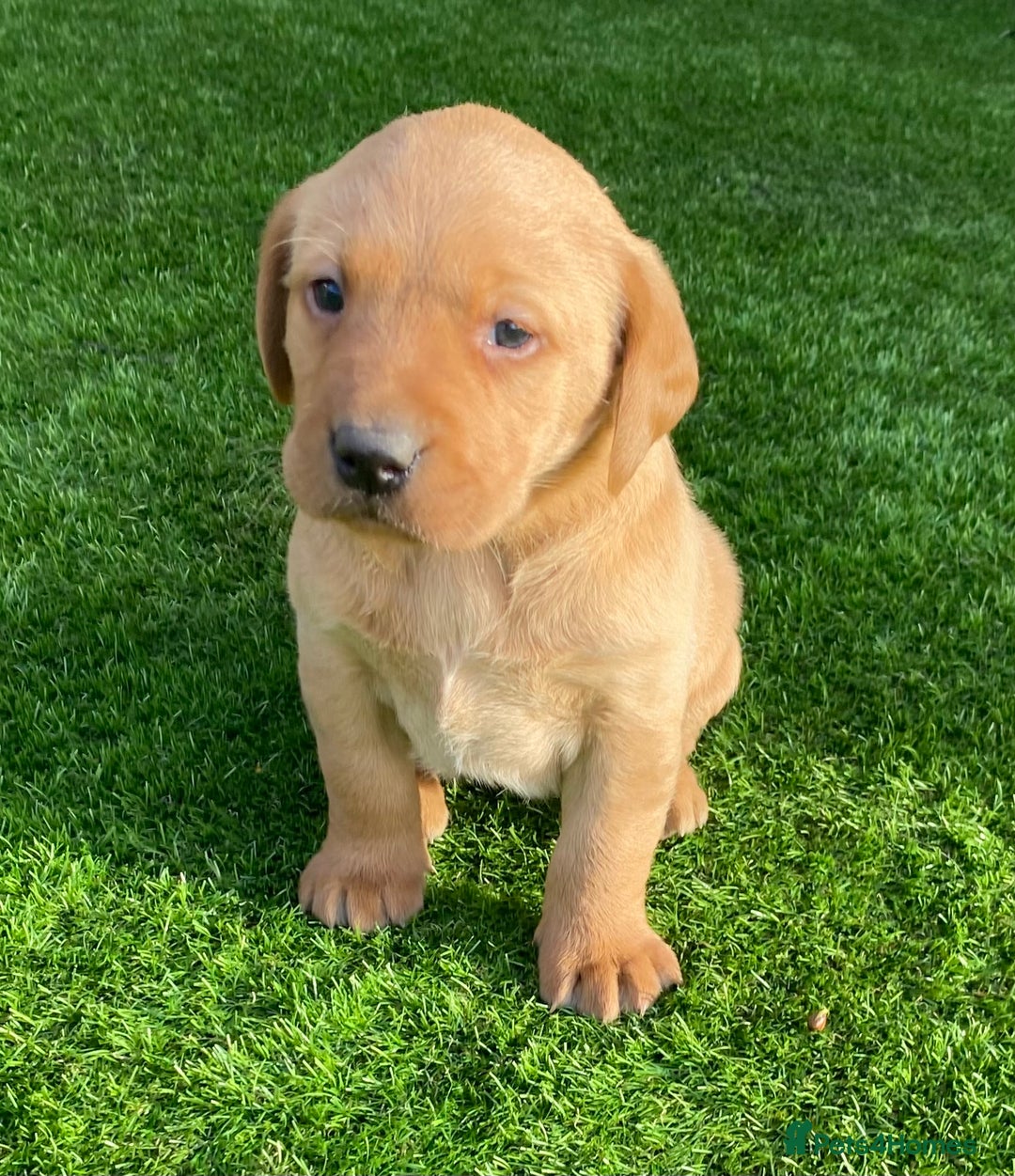 Labrador Retriever dogs for sale: BEAUTIFUL LABRADOR PUPPYS READY NOW - Image 2