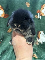 Mini Lop rabbits - Advert 8