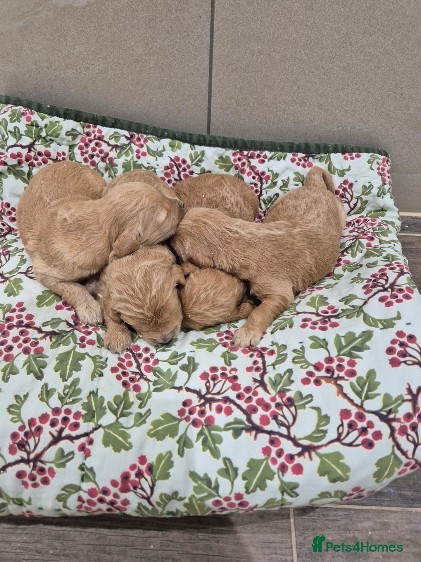 Goldendoodle dogs F1 Goldendoodle's - Advert 2