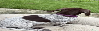 German Shorthaired Pointer Puppy 7