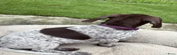 German Shorthaired Pointer dogs for sale: German shorthaired pointer ready to go  - Advert 17