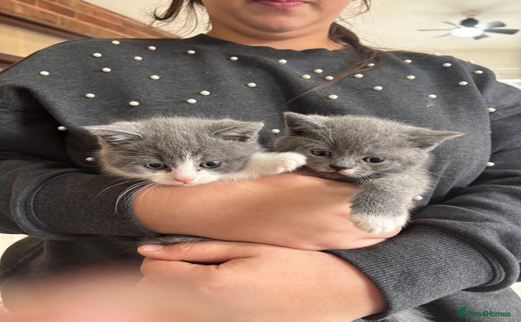 British Shorthair cats - Advert 1