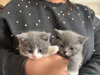 British Shorthair cats - Advert 36