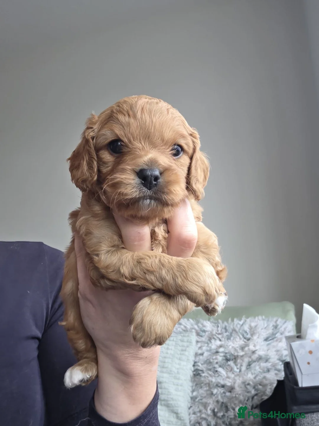 Cavalier King Charles Spaniel dogs for stud: Ruby King Charles Cavilier available for stud in Haverhill - Advert 2