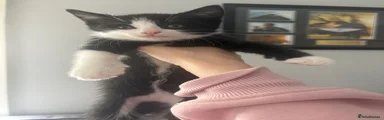 Ragdoll Kitten 4