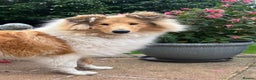 Rough Collie dogs for sale: CARRISTINA ROUGH COLLIES - Advert 3