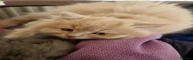 British Longhair Ginger Lilac
