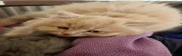 British Longhair cats for sale: Stunning British Longhair Kittens  - Advert 13