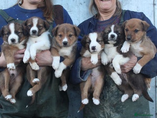 Mixed Breed dogs 6 beautiful Welsh sheepdogxborder collie puppies - Advert 10
