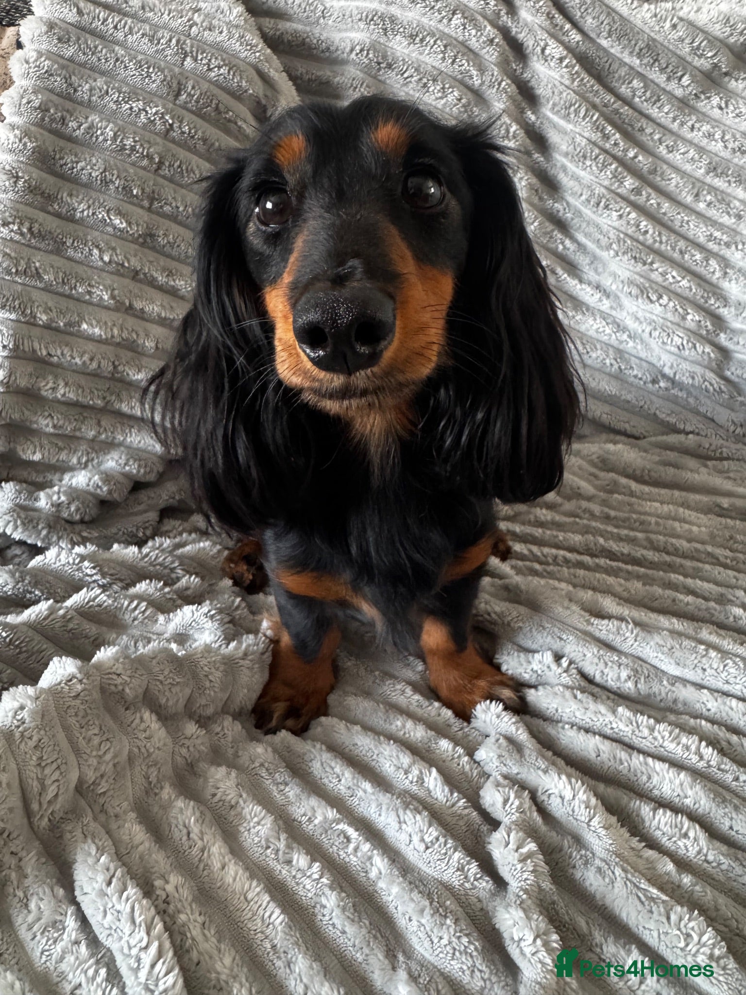Miniature Dachshund dogs Proven Longhaired Miniature Dachshund Stud - Advert 1