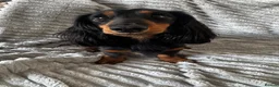 Miniature Dachshund dogs for stud: Proven Longhaired Miniature Dachshund Stud - Advert 1