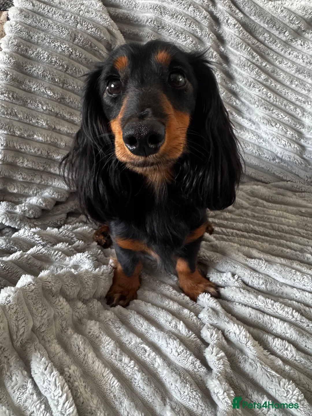 Miniature Dachshund dogs for stud: Proven Longhaired Miniature Dachshund Stud - Advert 1