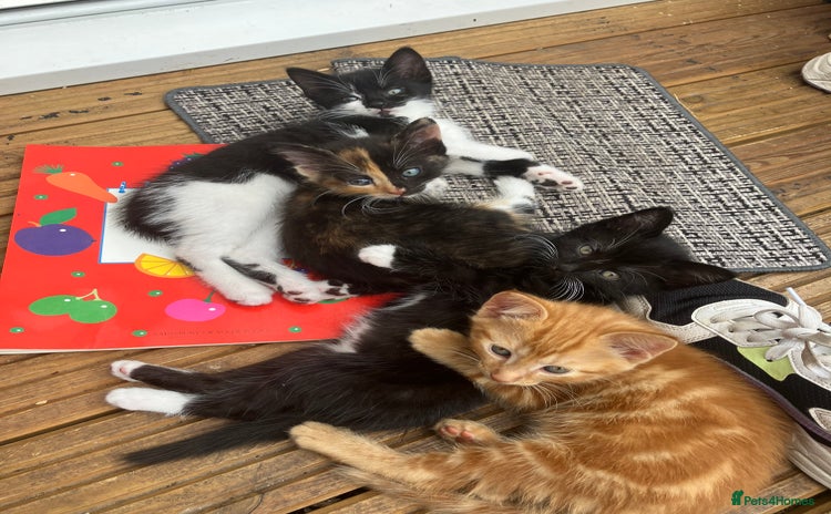 Mixed Breed cats - Advert 1