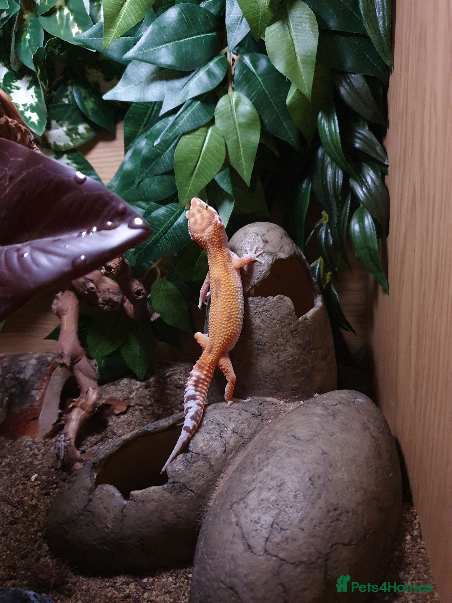 Leopard Gecko reptiles Leopard gecko  - Advert 1