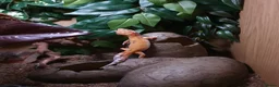 Leopard Gecko reptiles for sale: Leopard gecko  in Eastleigh - Advert 1
