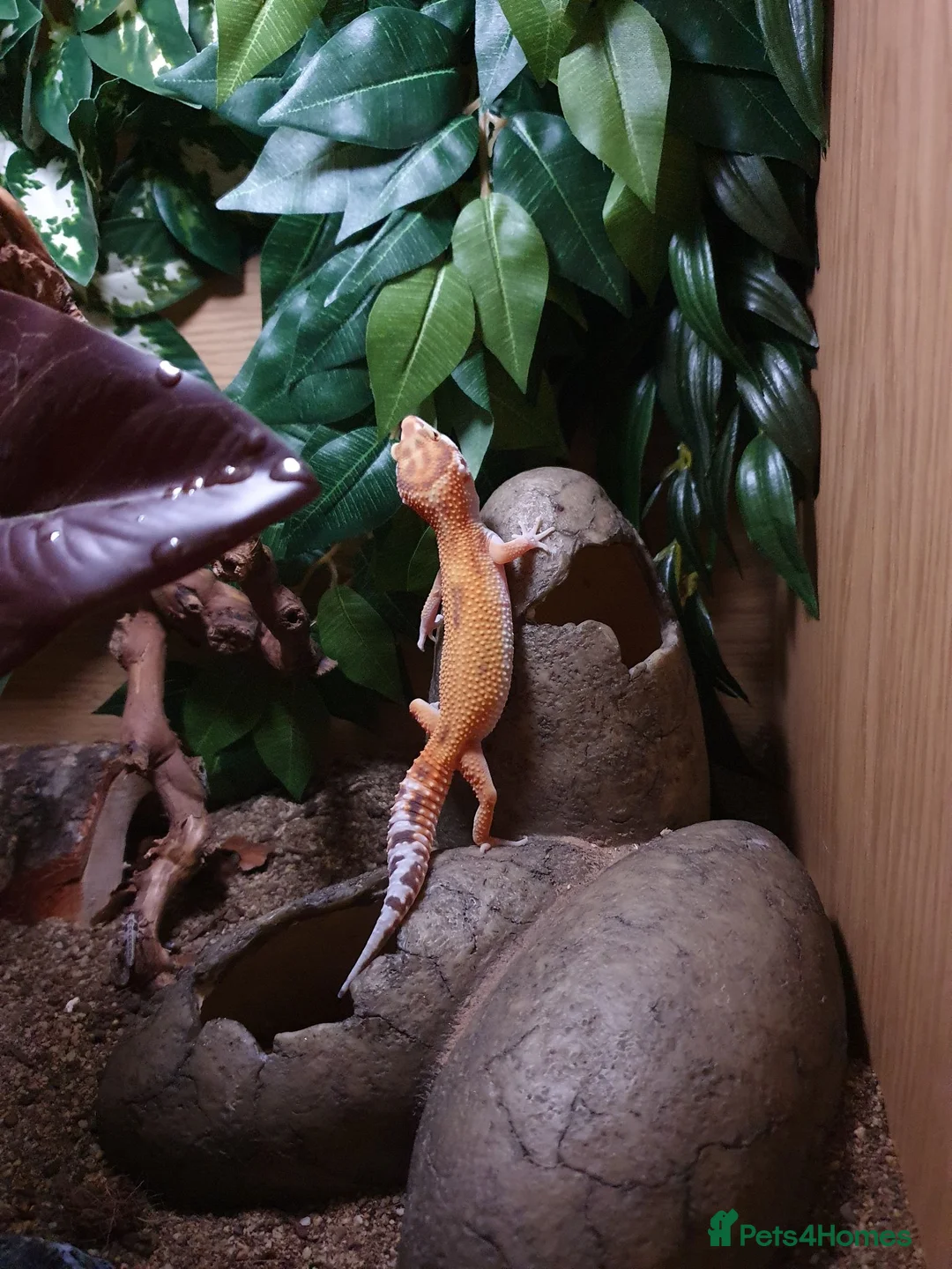 Leopard Gecko reptiles for sale: Leopard gecko  in Eastleigh - Advert 1