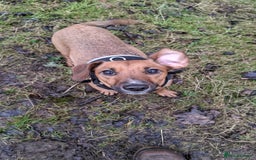 Mixed Breed dogs for sale: Cockerjack 3 years old  - Image 3