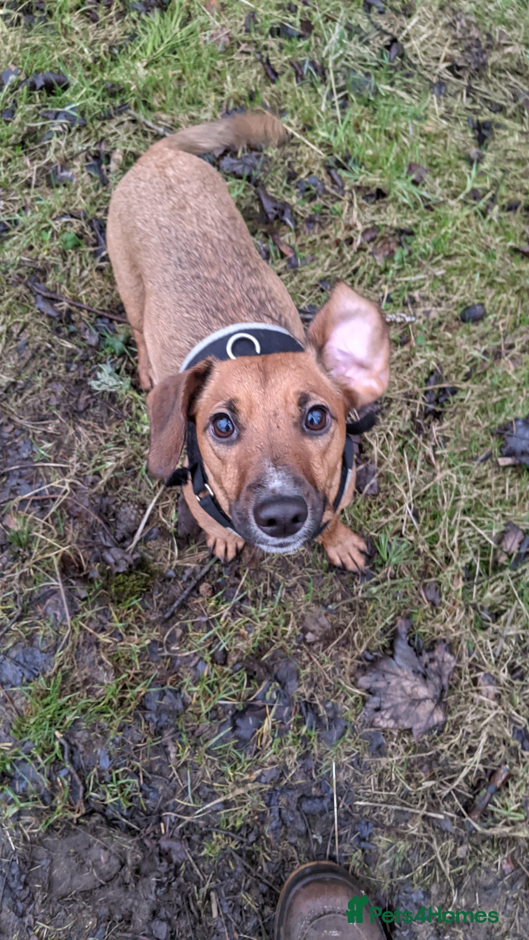 Mixed Breed dogs for sale: Cockerjack 3 years old  - Image 3