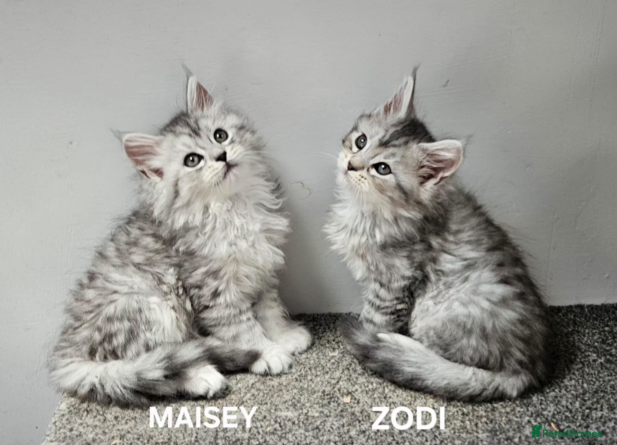 Maine Coon cats Large Maine Coon kittens regd European bloodline  - Advert 1