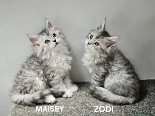 Maine Coon cats Large Maine Coon kittens regd European bloodline - Advert 1