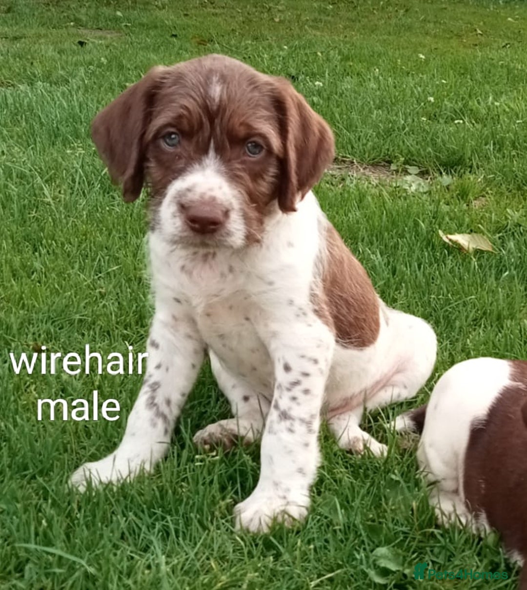 Mixed Breed dogs for sale: New Norfolk Spaniels- Ready Now - Image 4