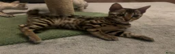 Bengal cats for sale: Supper friendly TICA registered kittens  - Advert 3