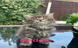 Toyger cats for sale: Tabby kittens  - Image 6