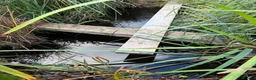 Catfish fish for sale: Pond and fish  for sale  in Waltham Cross - Advert 2
