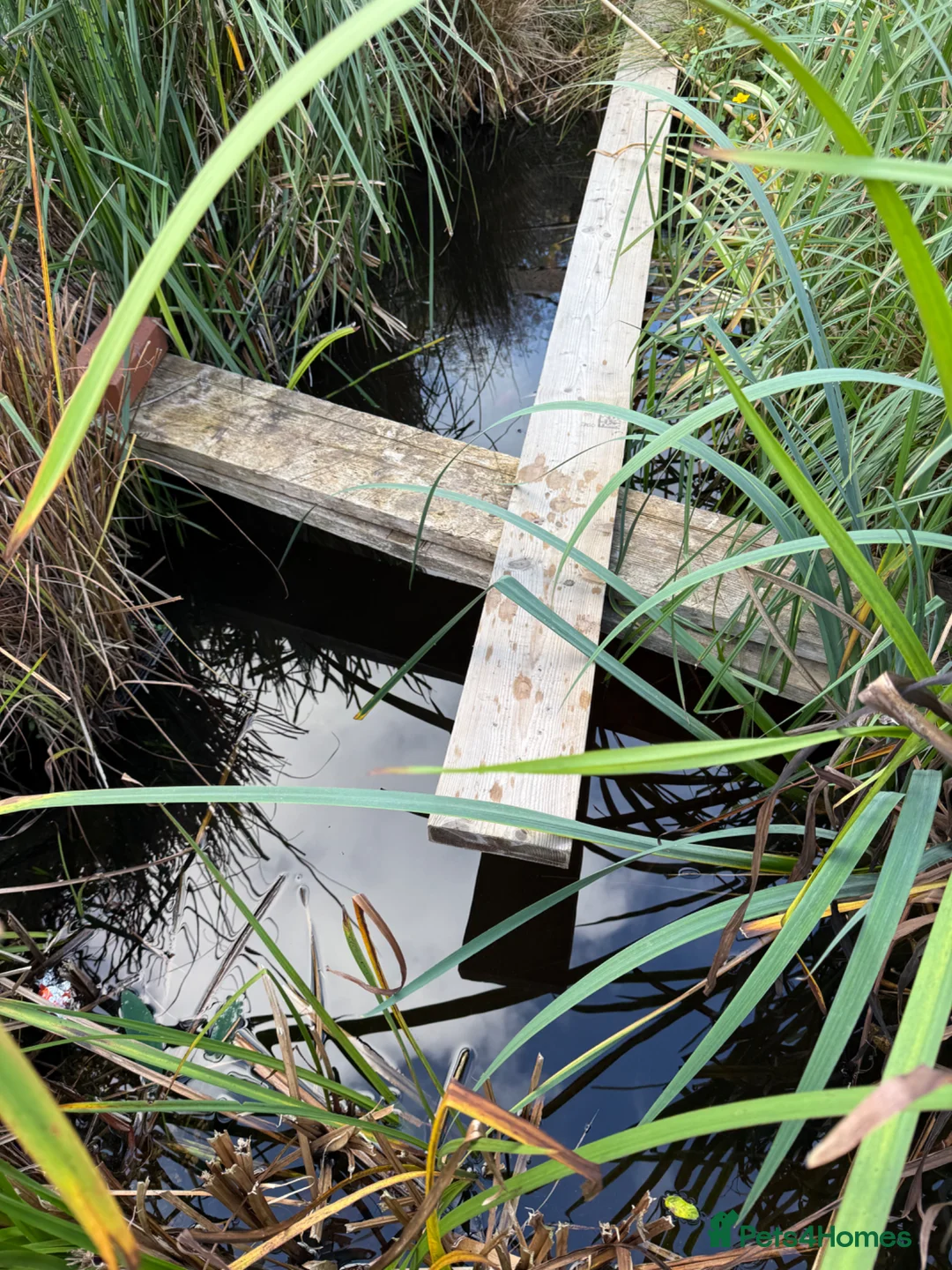 Catfish fish for sale: Pond and fish  for sale  in Waltham Cross - Advert 2
