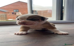 Alapaha Blue Blood Bulldog dogs for sale: IABBR registered Alapaha Blue Blood Bulldogs - Image 22