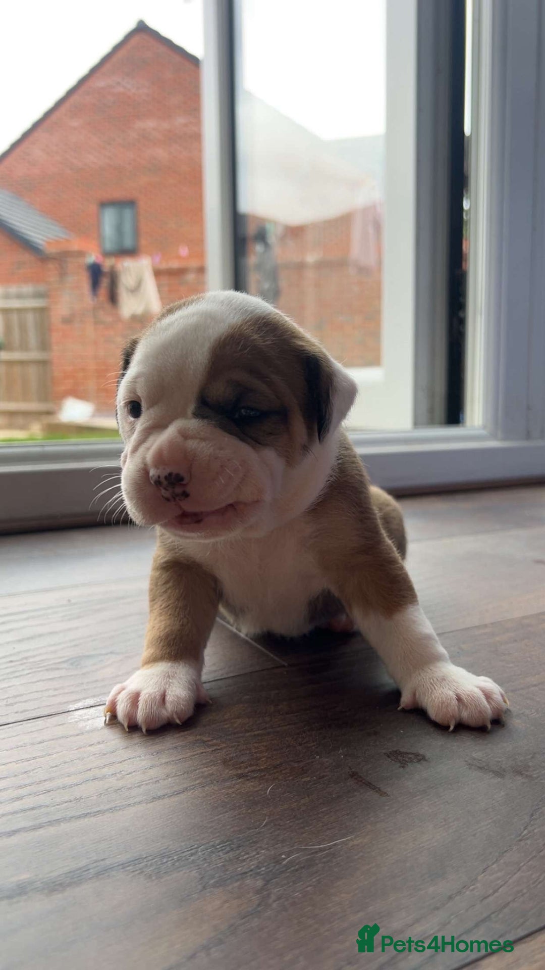 Alapaha Blue Blood Bulldog dogs for sale: IABBR registered Alapaha Blue Blood Bulldogs - Image 22