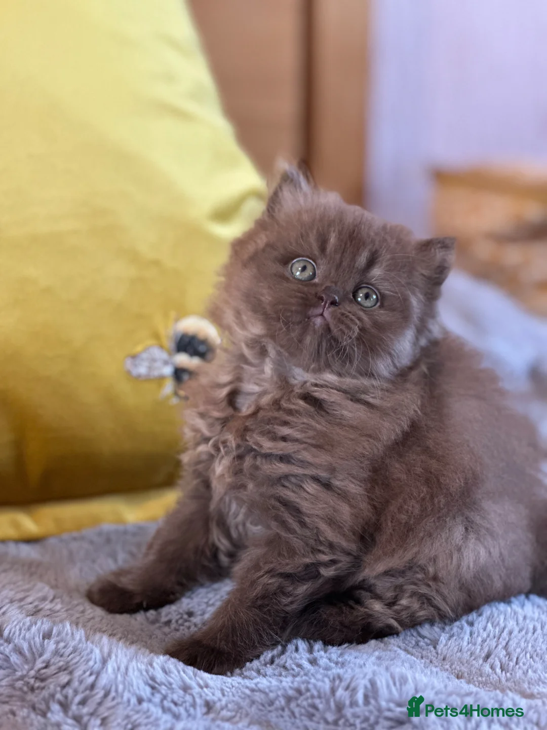 British Shorthair cats for sale: GCCF  registered Carriers cinnamon  color  - Advert 2