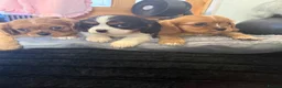 Cavalier King Charles Spaniel dogs for sale: 💙Ready now Kc dna clear cavalier pupies 💙 - Advert 25