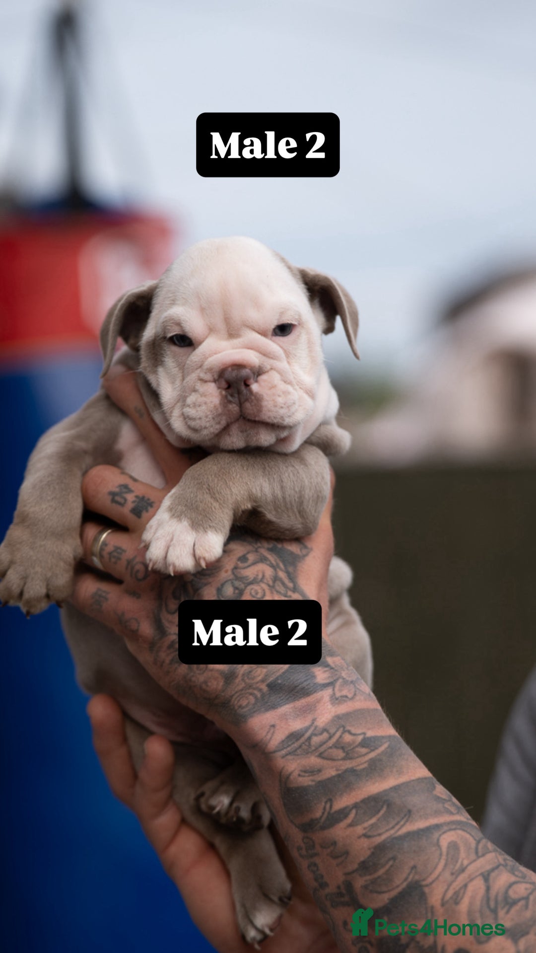 English Bulldog dogs for sale: English bulldog pups for sale  - Image 8